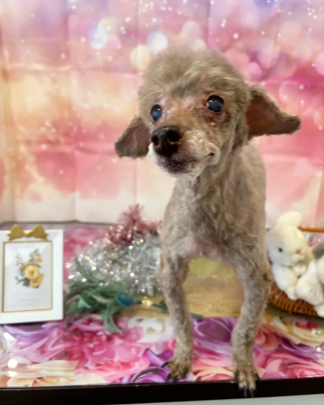 トリミングに来てくれたわんこたちです🎶