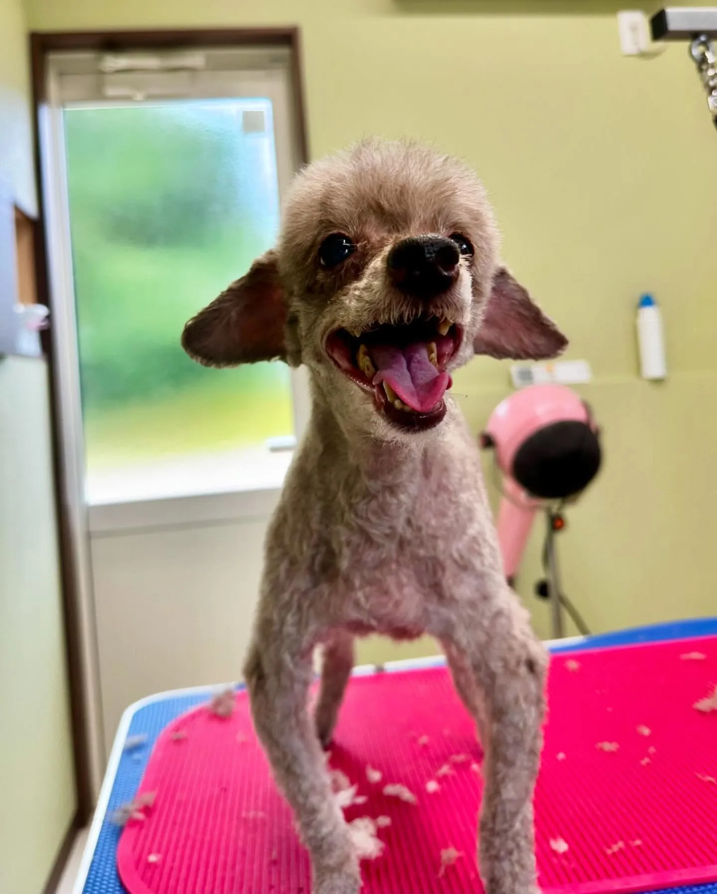 トリミングに来てくれたわんこたちです🎶