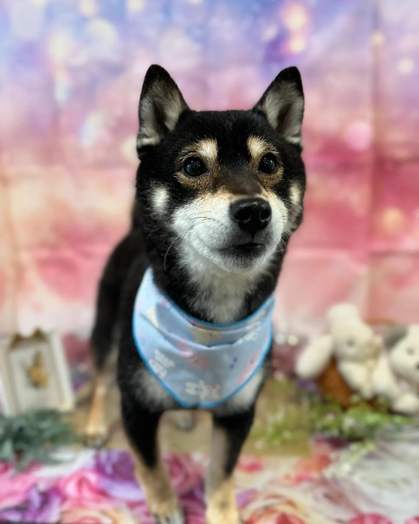 トリミングに来てくれたわんこたちです🎶