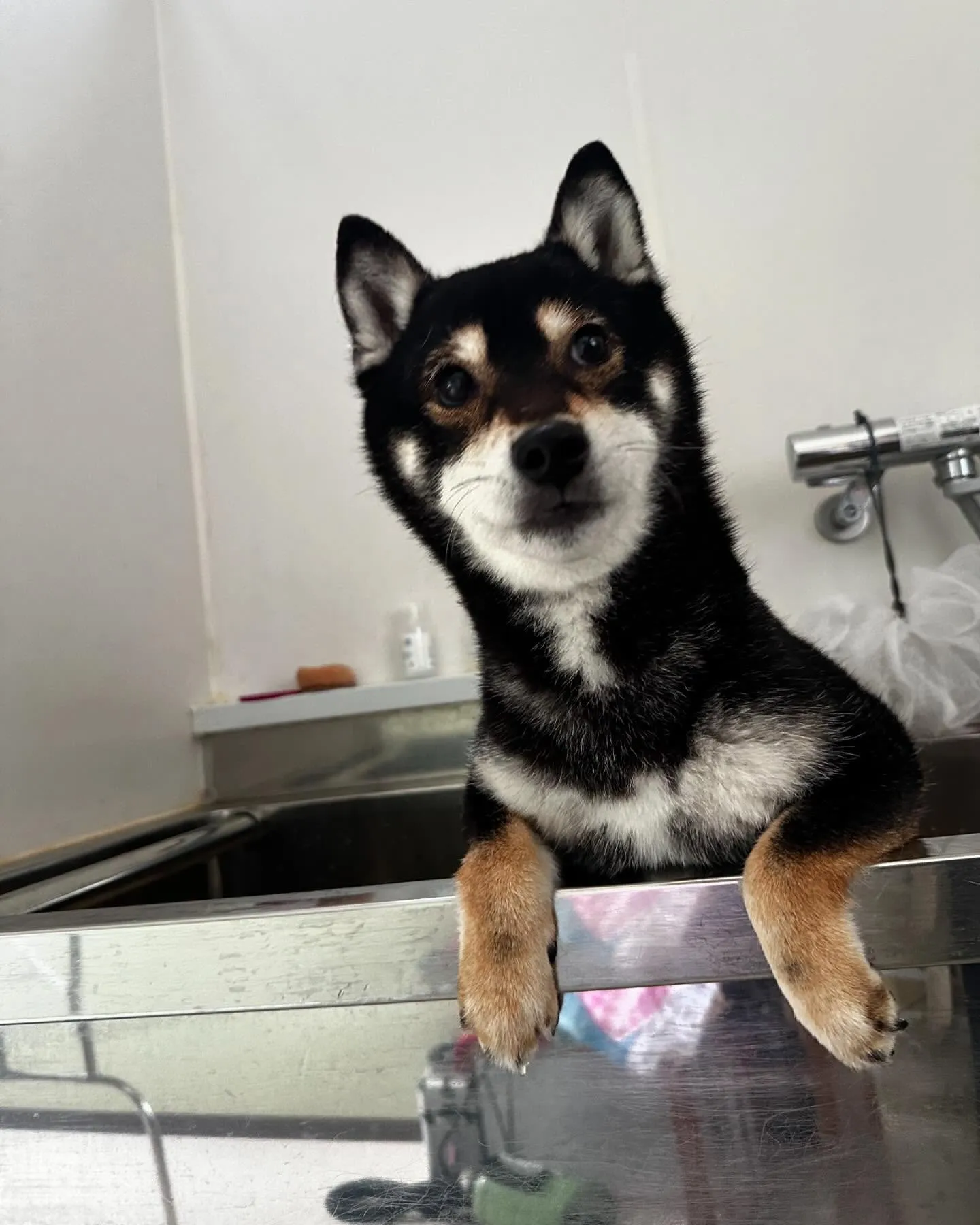 トリミングに来てくれたわんこたちです🎶