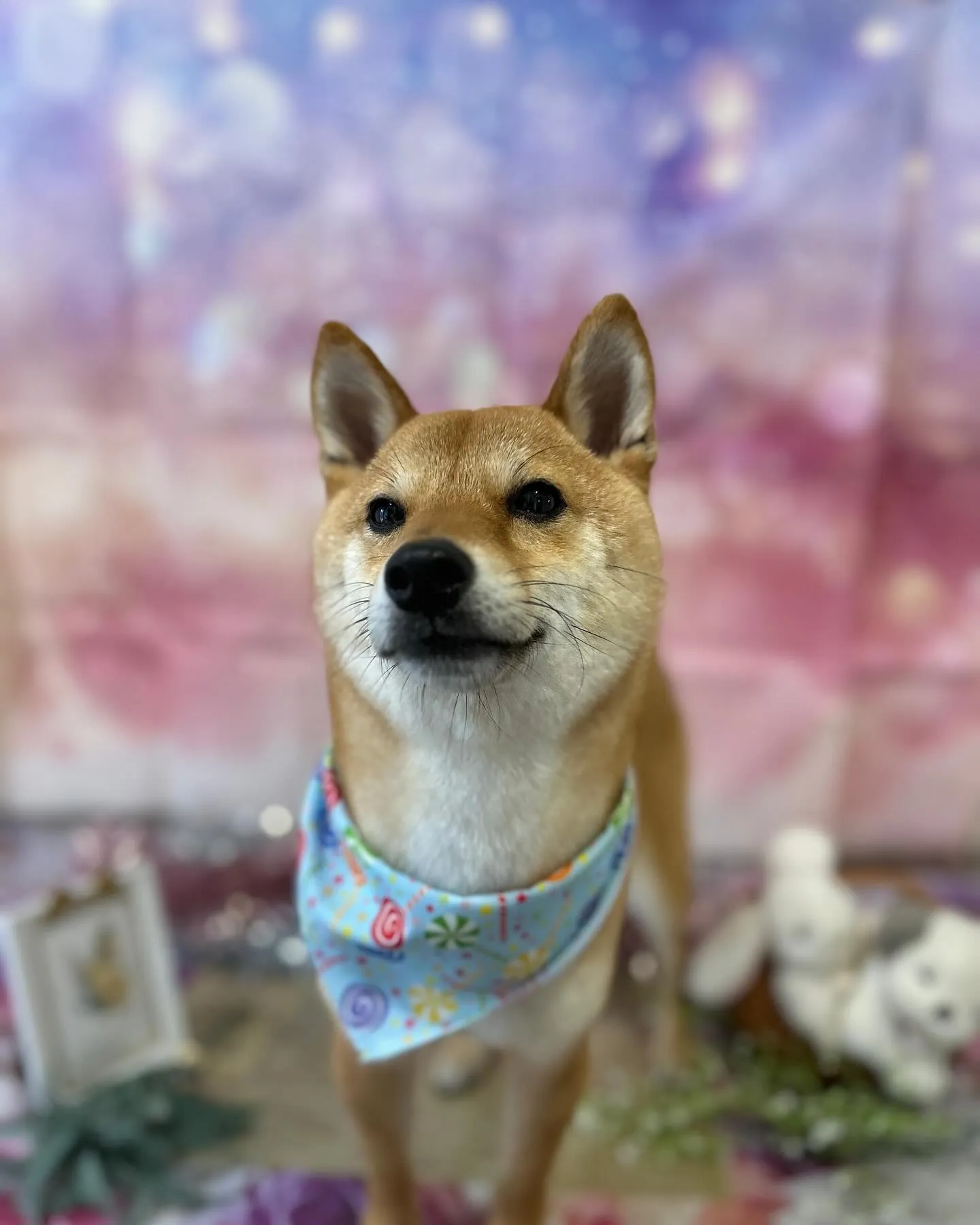 トリミングに来てくれたわんこたちです🎶