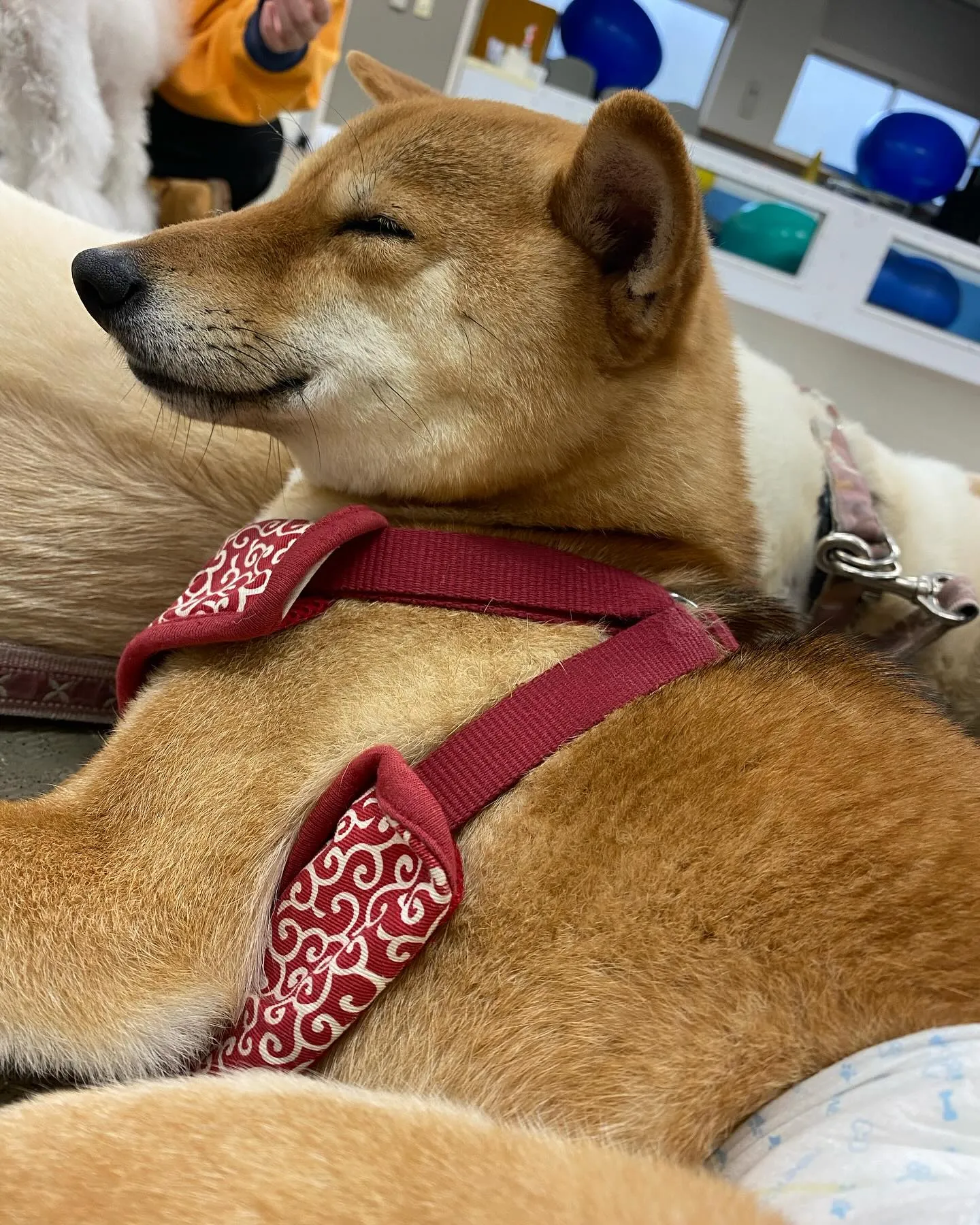 トリミングに来てくれたわんこたちです🎶