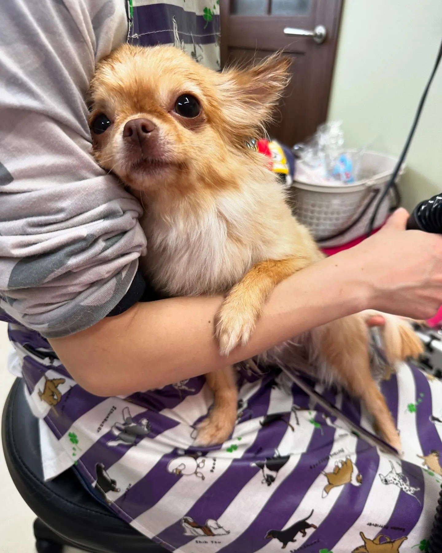 トリミングに来てくれたわんこたちです🎶