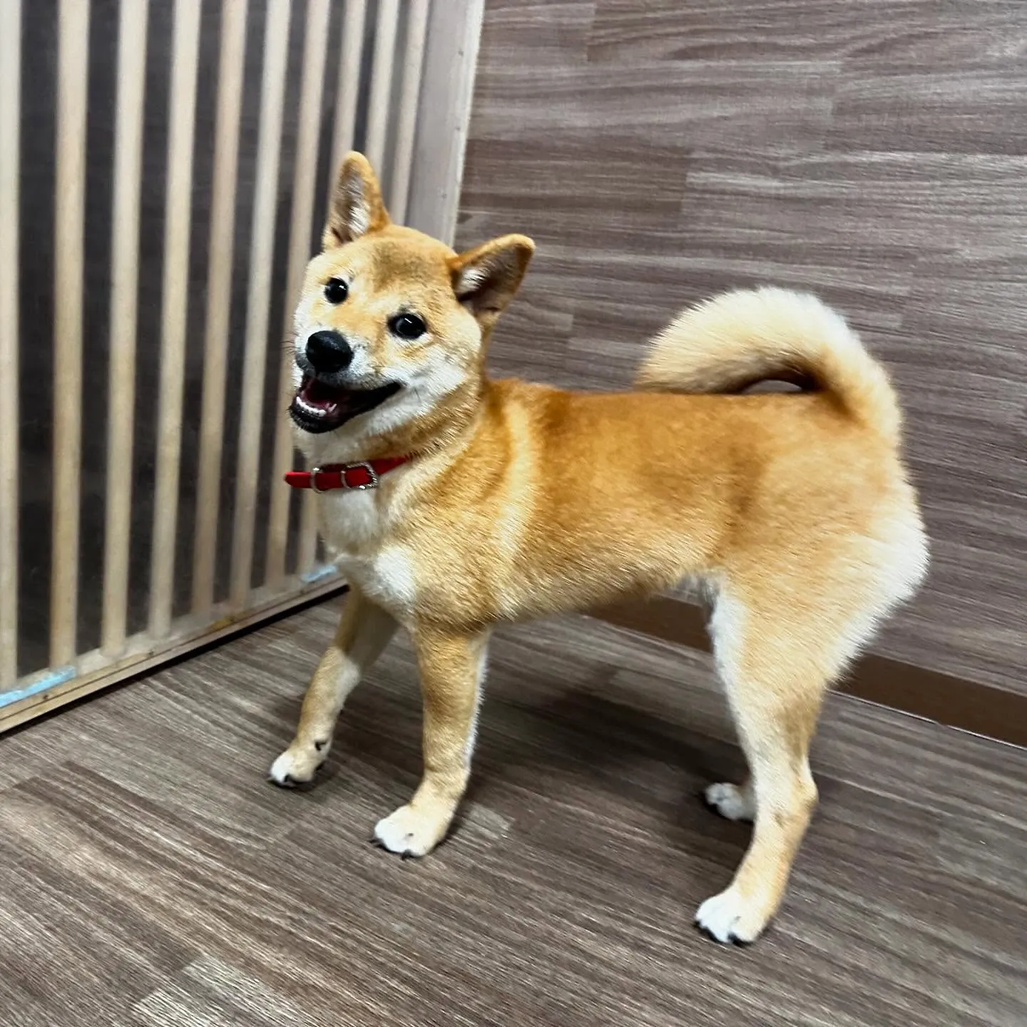 入会してくれた花ちゃんです💖