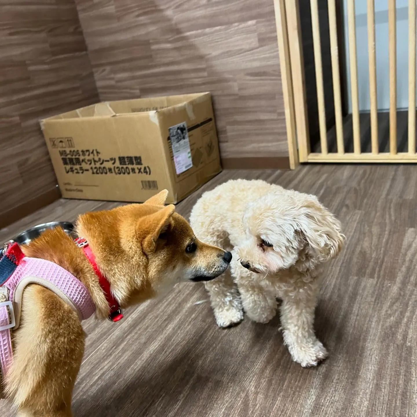 入会してくれた花ちゃんです💖