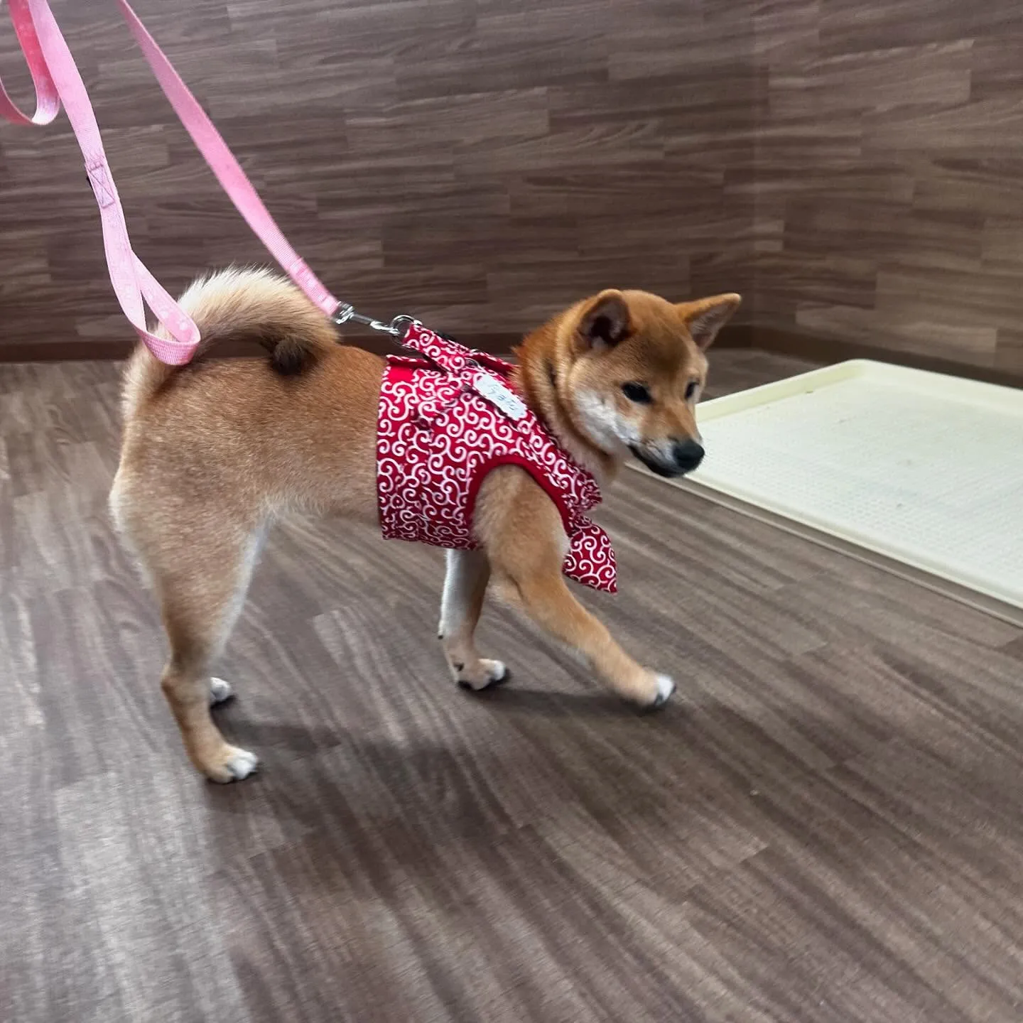 入会してくれた花ちゃんです💖