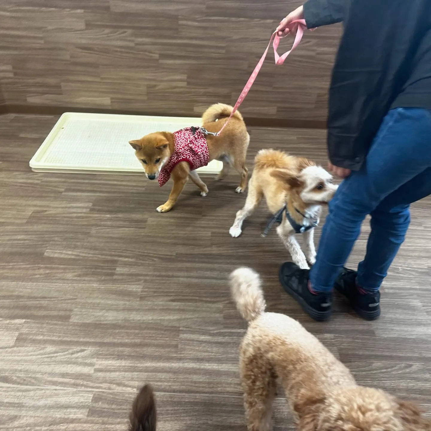 入会してくれた花ちゃんです💖