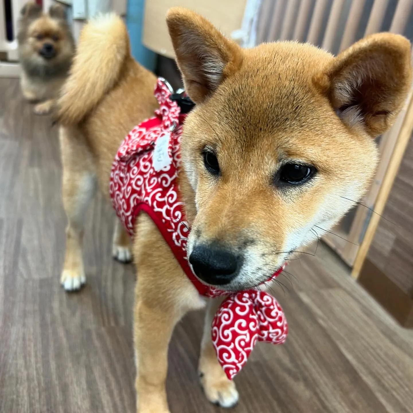 入会してくれた花ちゃんです💖