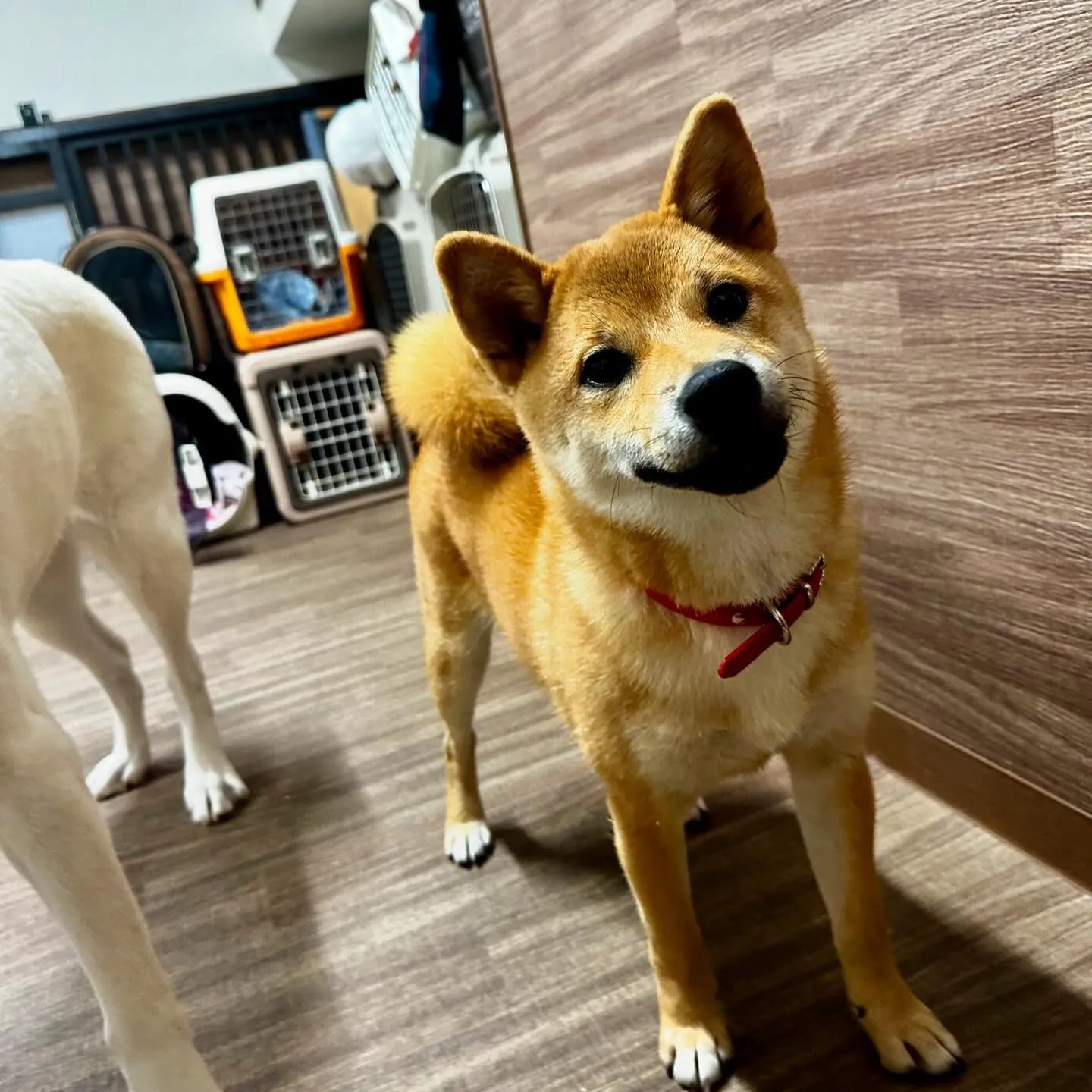 入会してくれた花ちゃんです💖