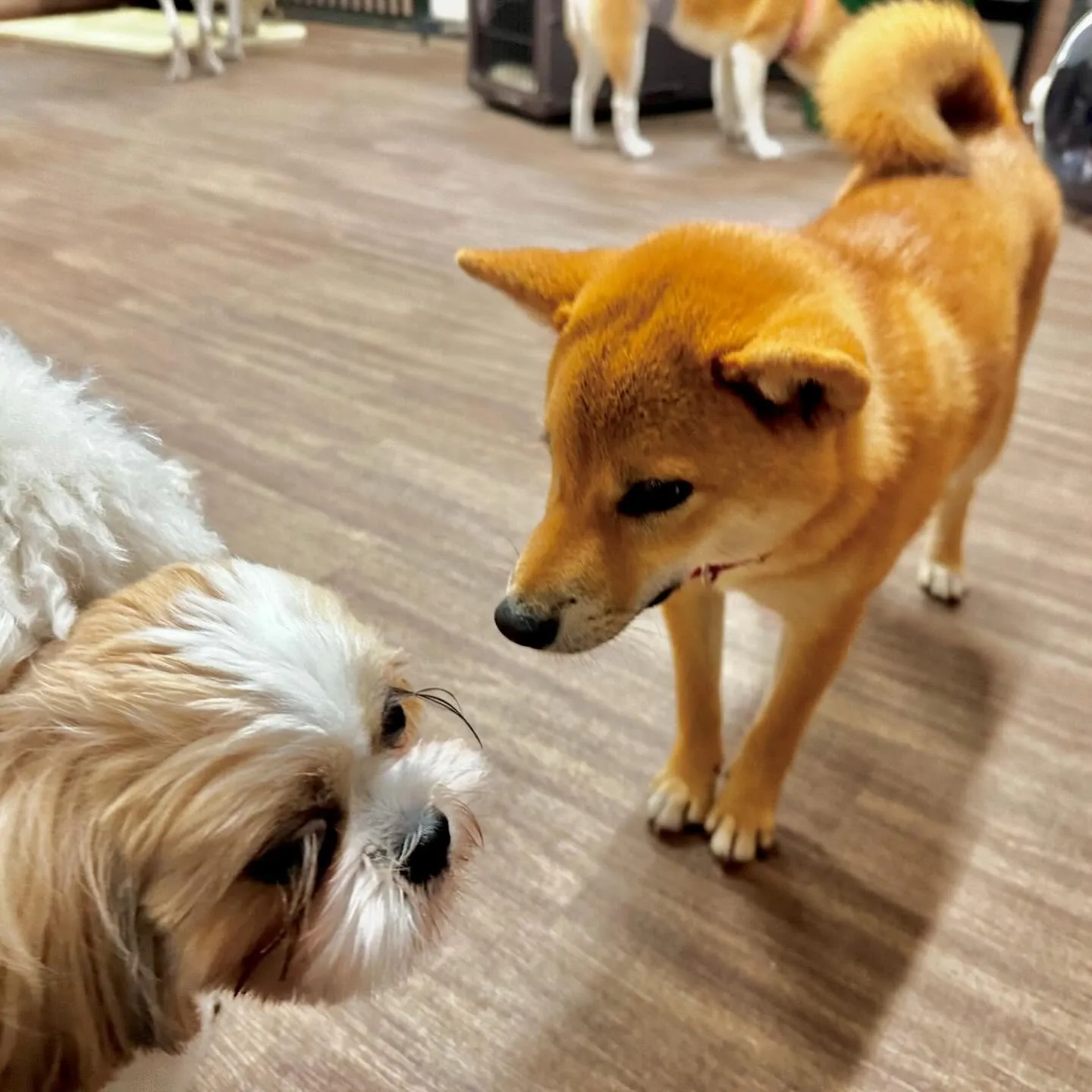 入会してくれた花ちゃんです💖