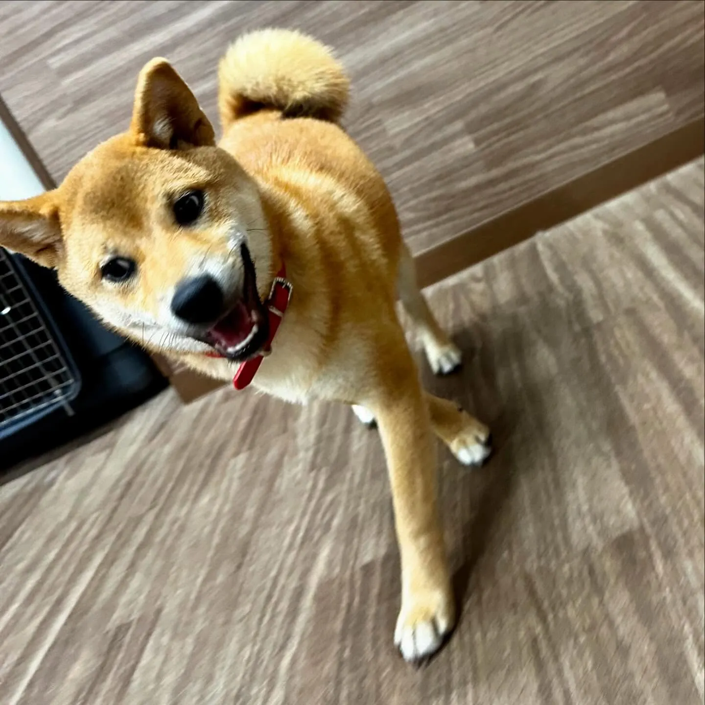 入会してくれた花ちゃんです💖