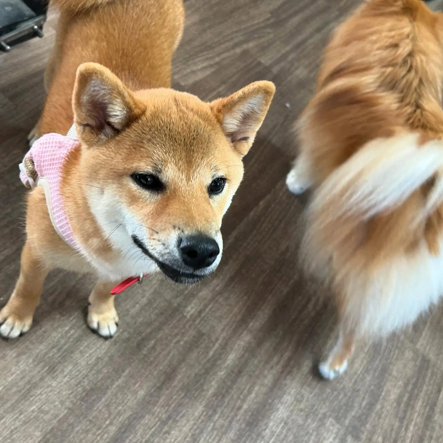 入会してくれた花ちゃんです💖