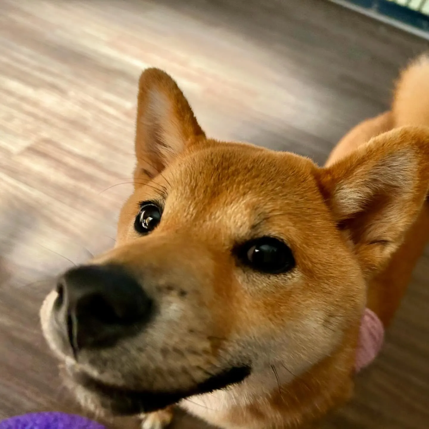 入会してくれた花ちゃんです💖