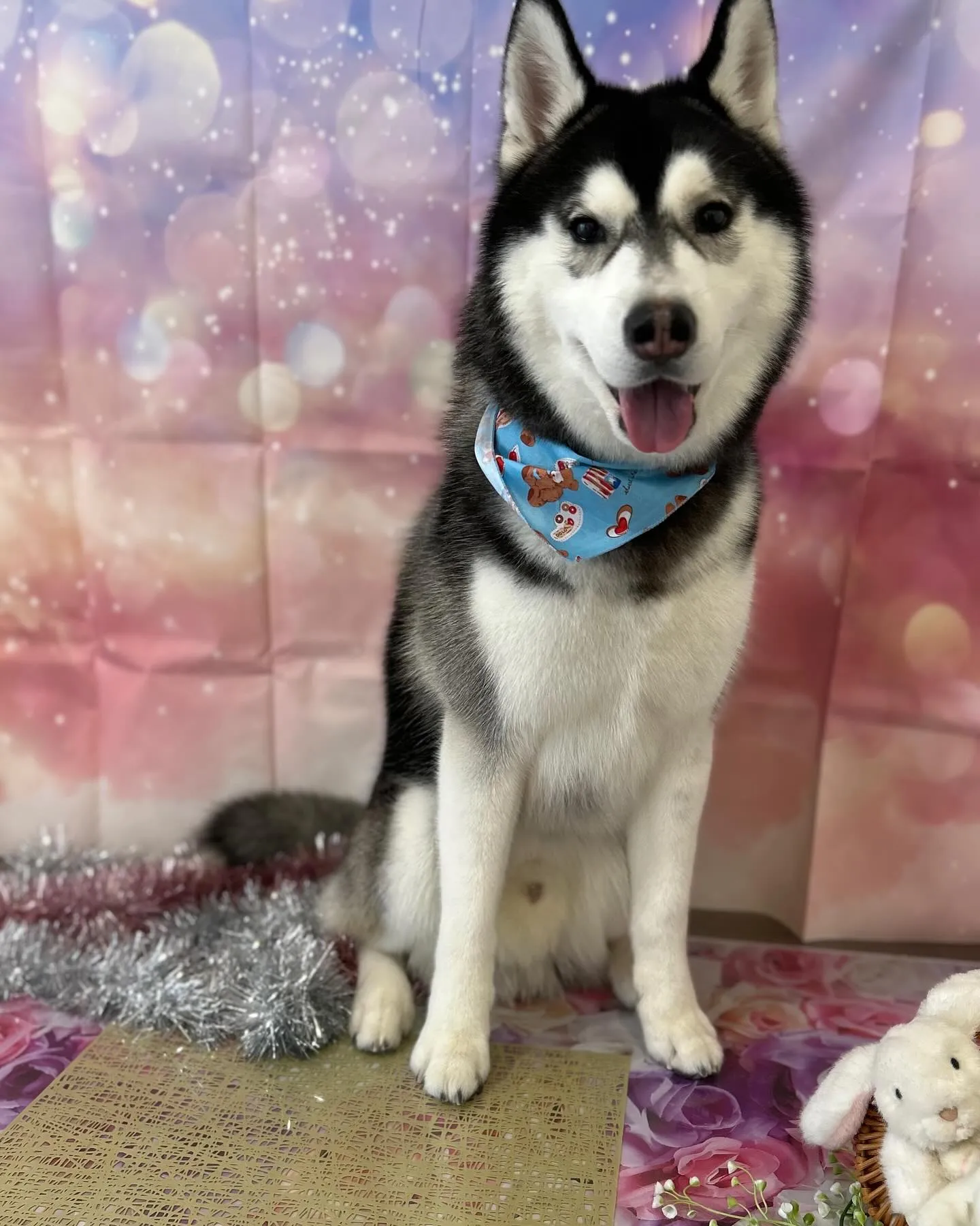 トリミングのわんこさんたちです🎶