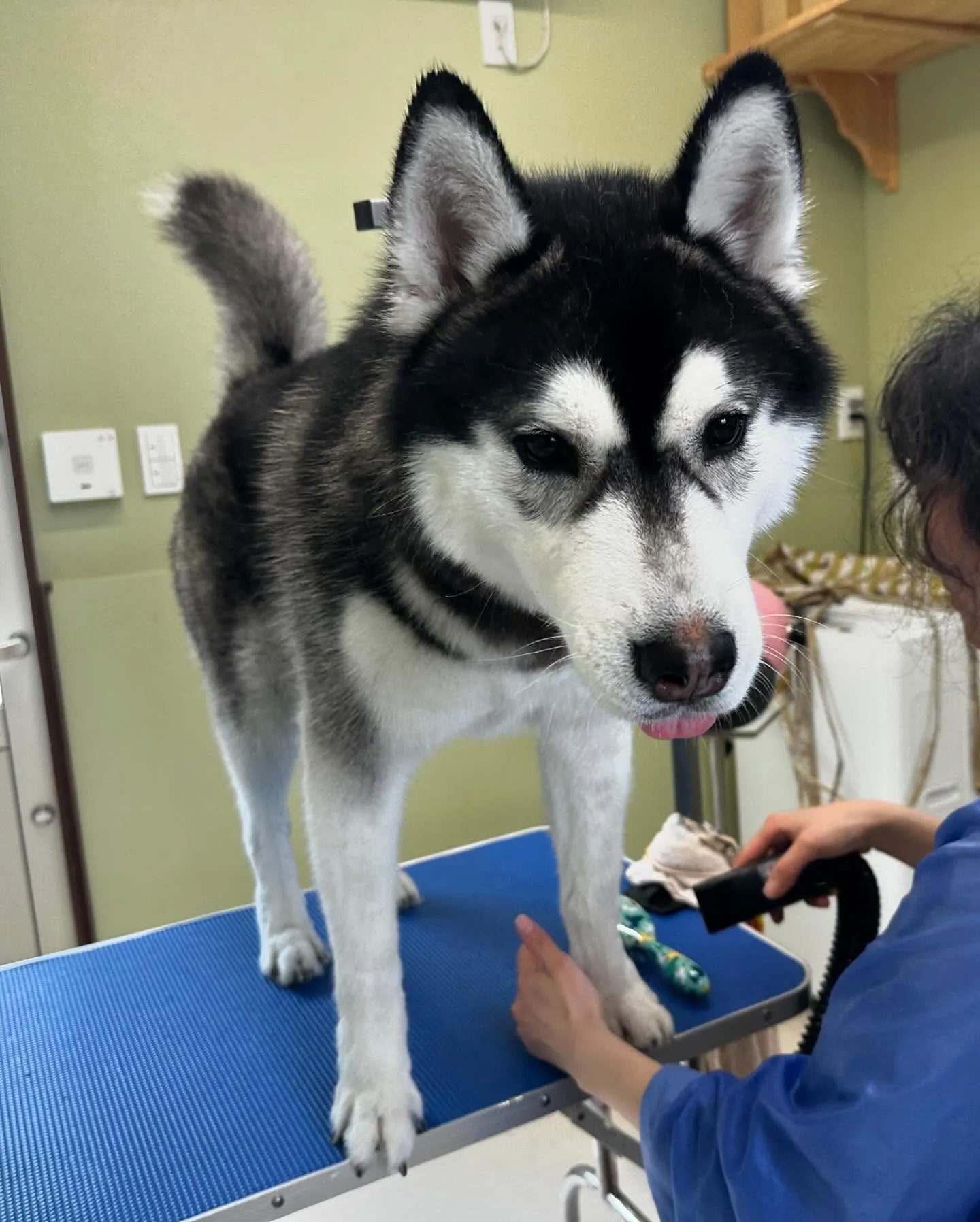 トリミングのわんこさんたちです🎶