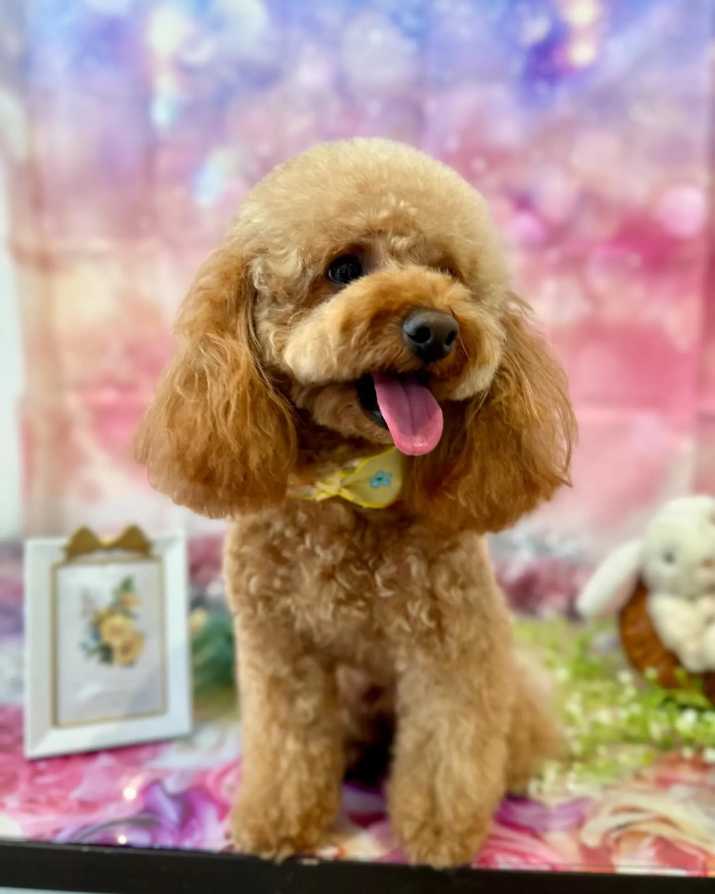 トリミングのわんこさんたちです🎶