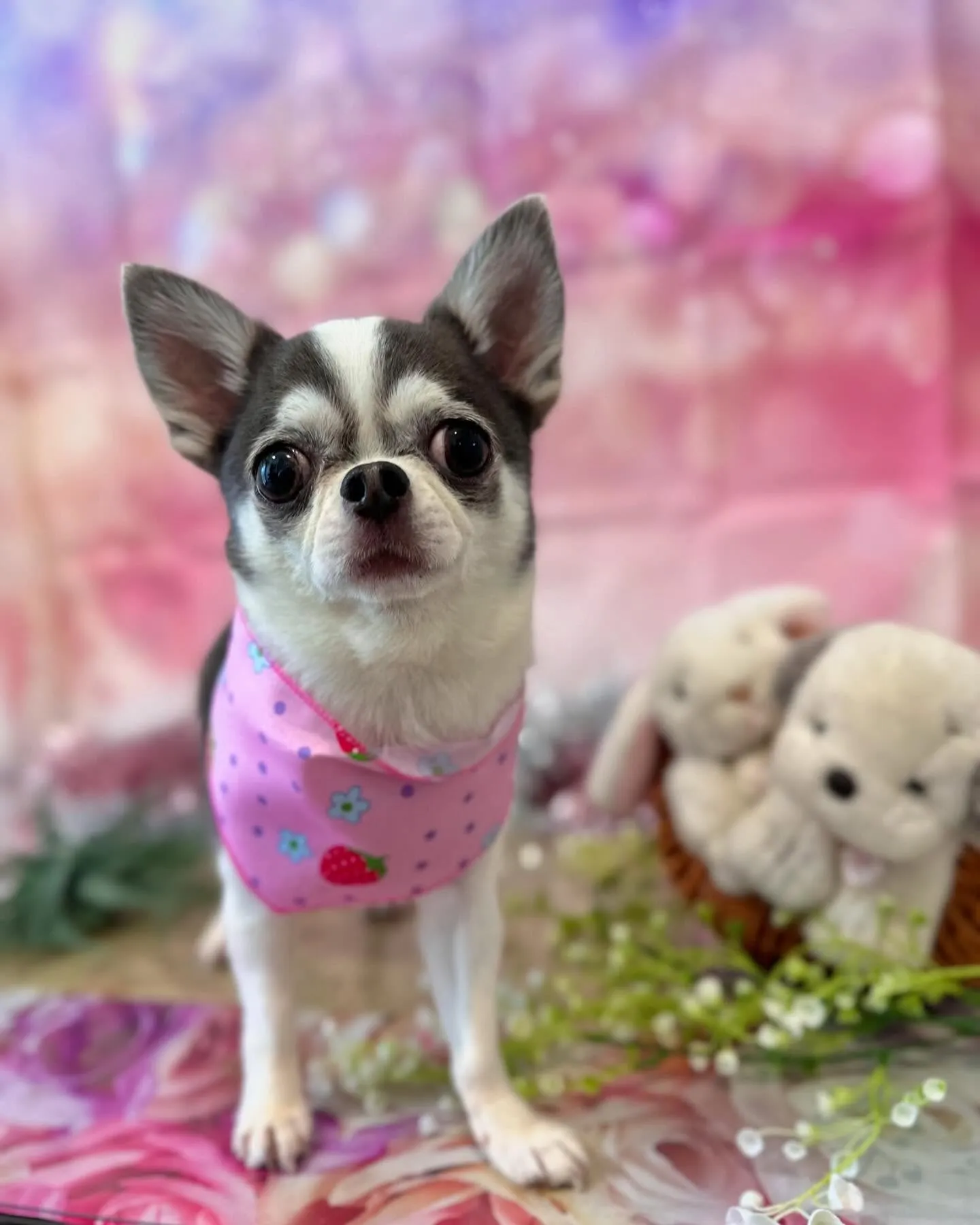 トリミングのわんこさんたちです🎶