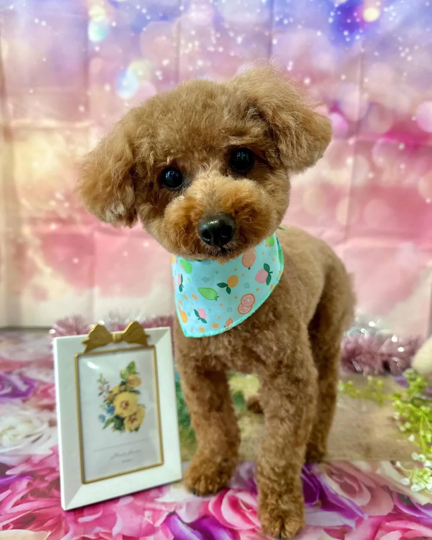 トリミングのわんこさんたちです🎶