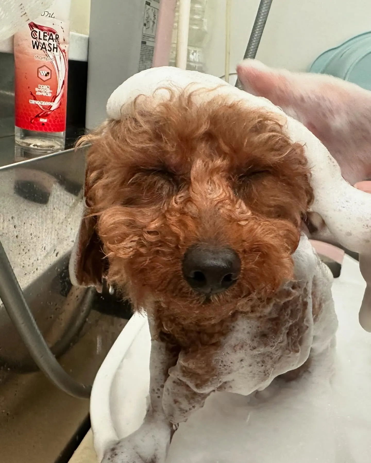 トリミングのわんこさんたちです🎶