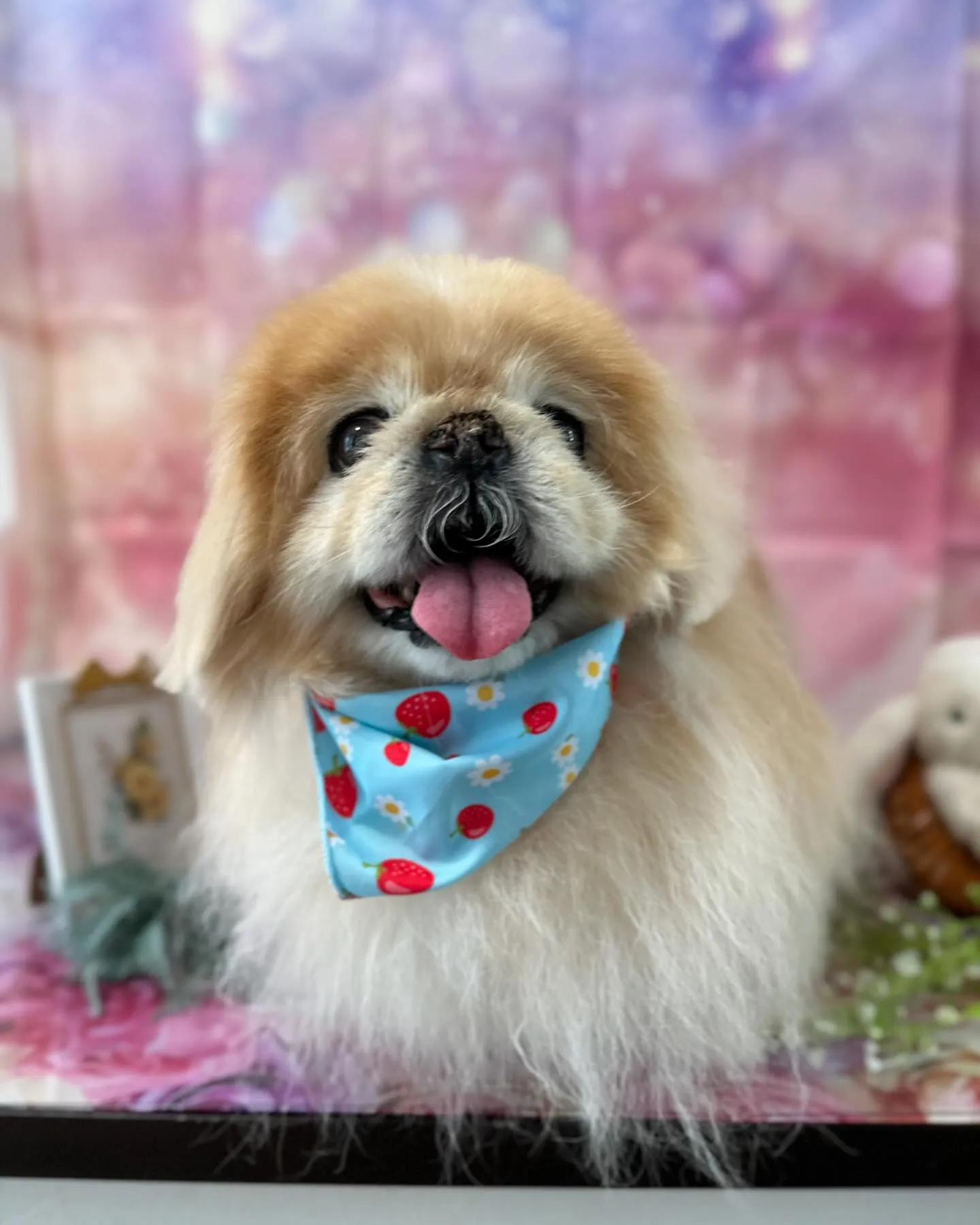 トリミングのわんこさんたちです🎶