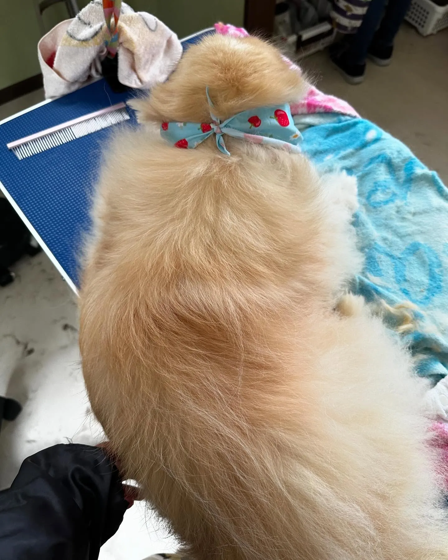 トリミングのわんこさんたちです🎶