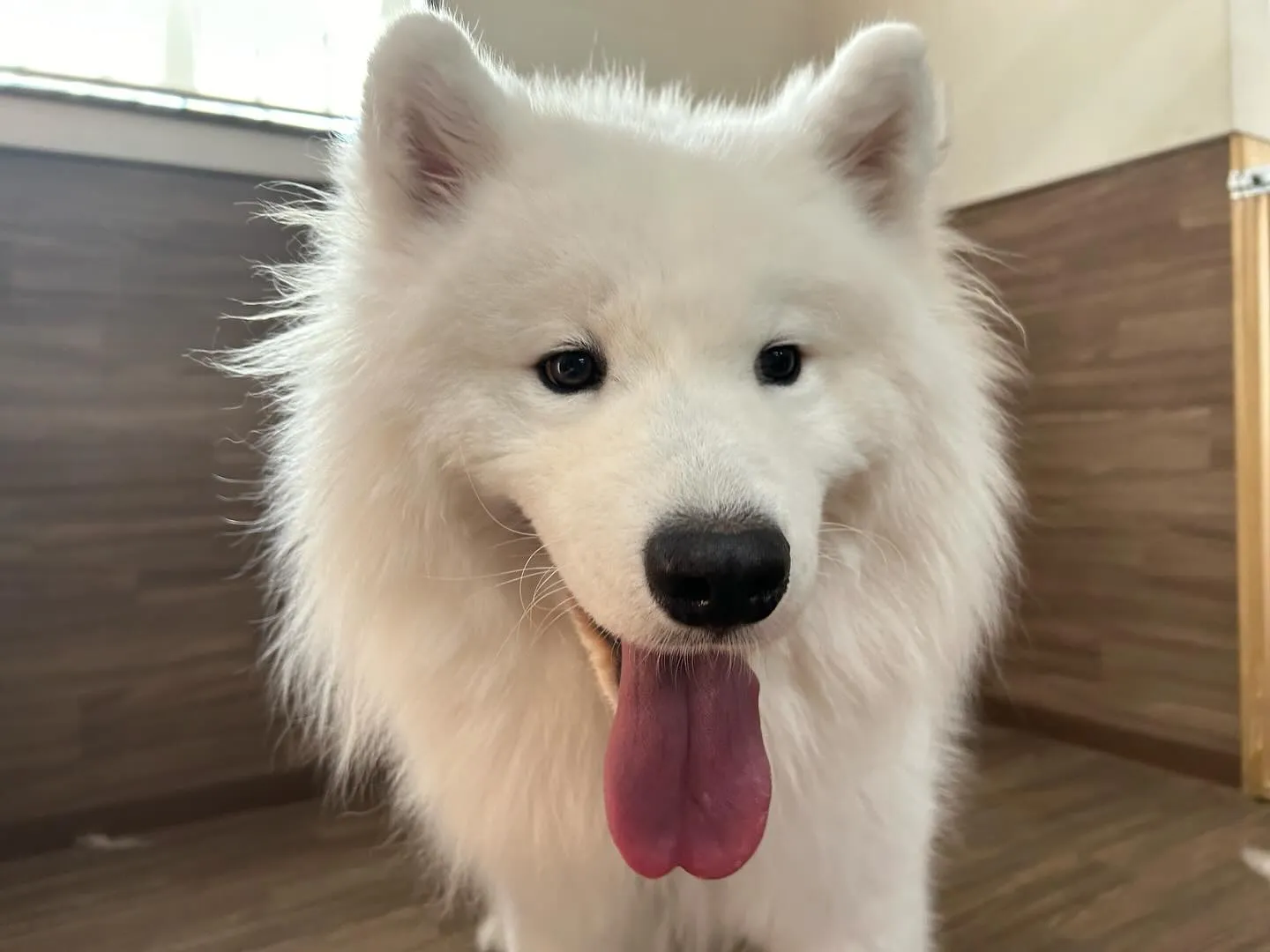 入会してくれたつばきちゃんです💕