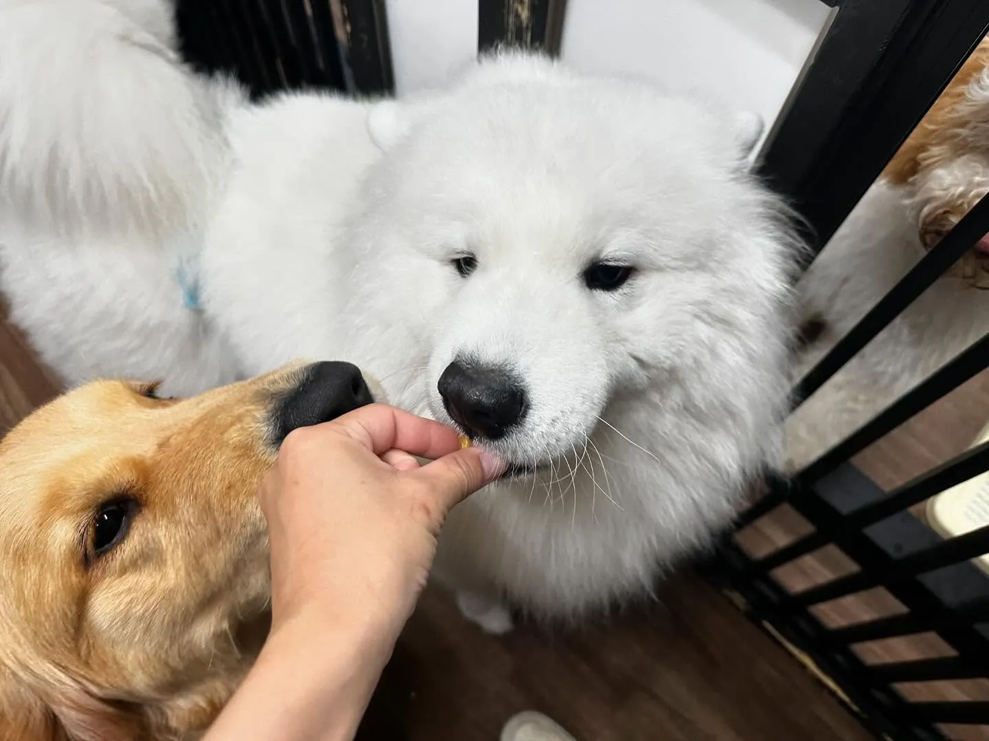 入会してくれたつばきちゃんです💕