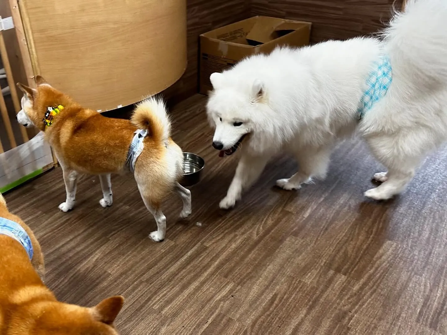 入会してくれたつばきちゃんです💕