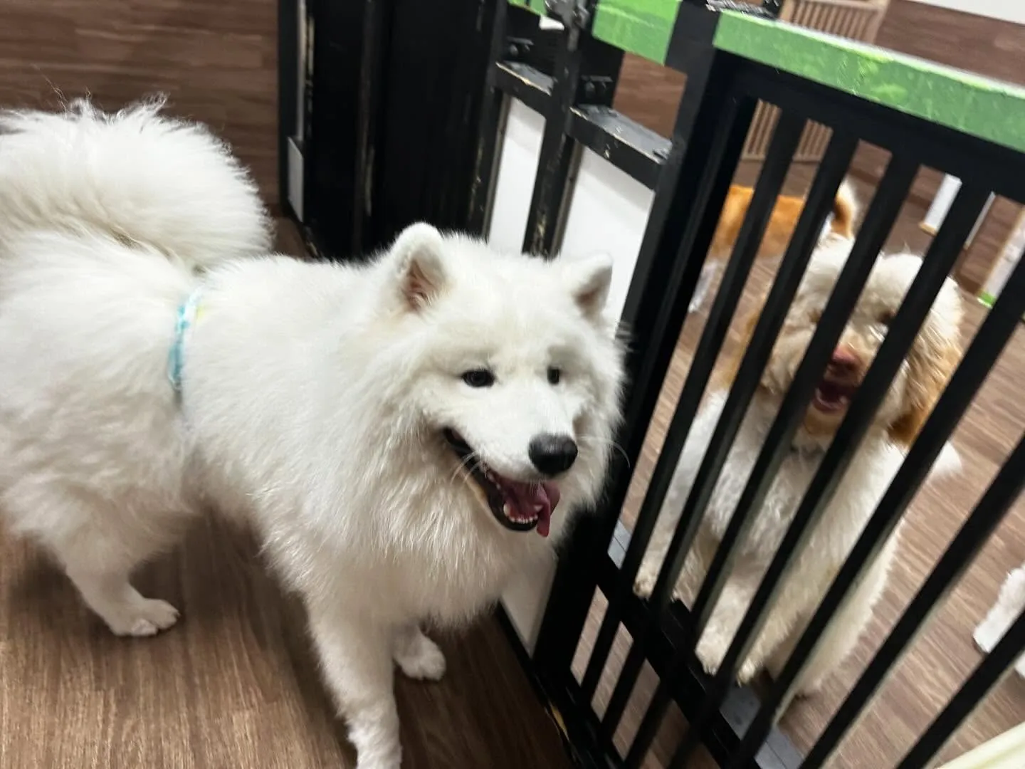 入会してくれたつばきちゃんです💕