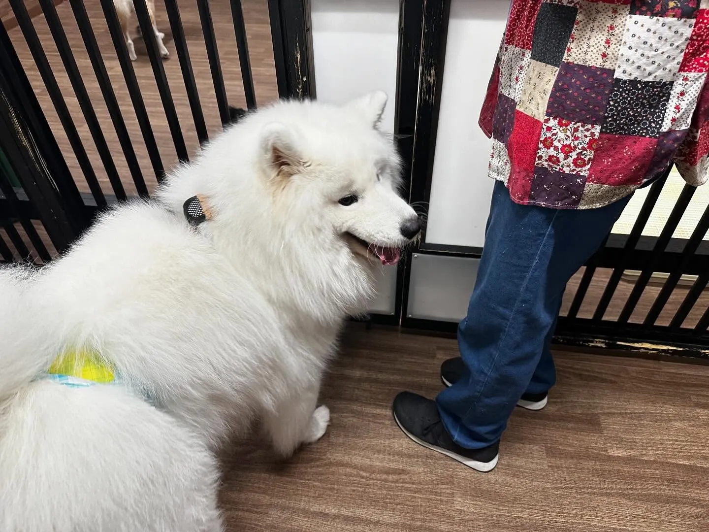 入会してくれたつばきちゃんです💕