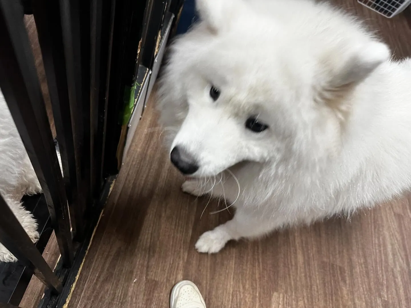 入会してくれたつばきちゃんです💕