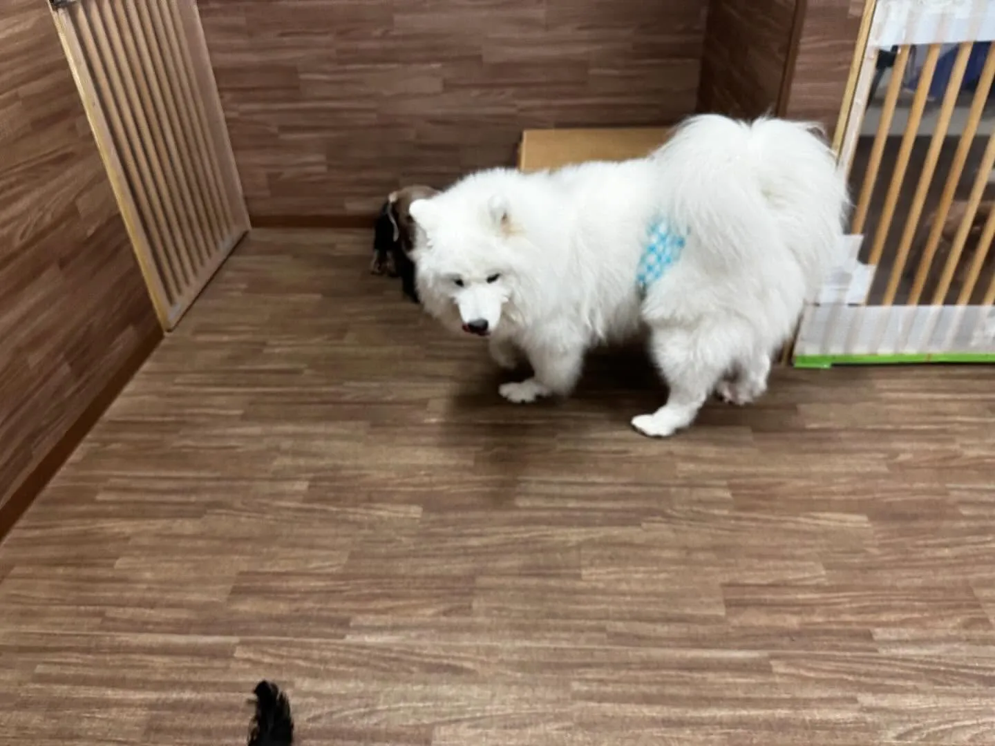 入会してくれたつばきちゃんです💕