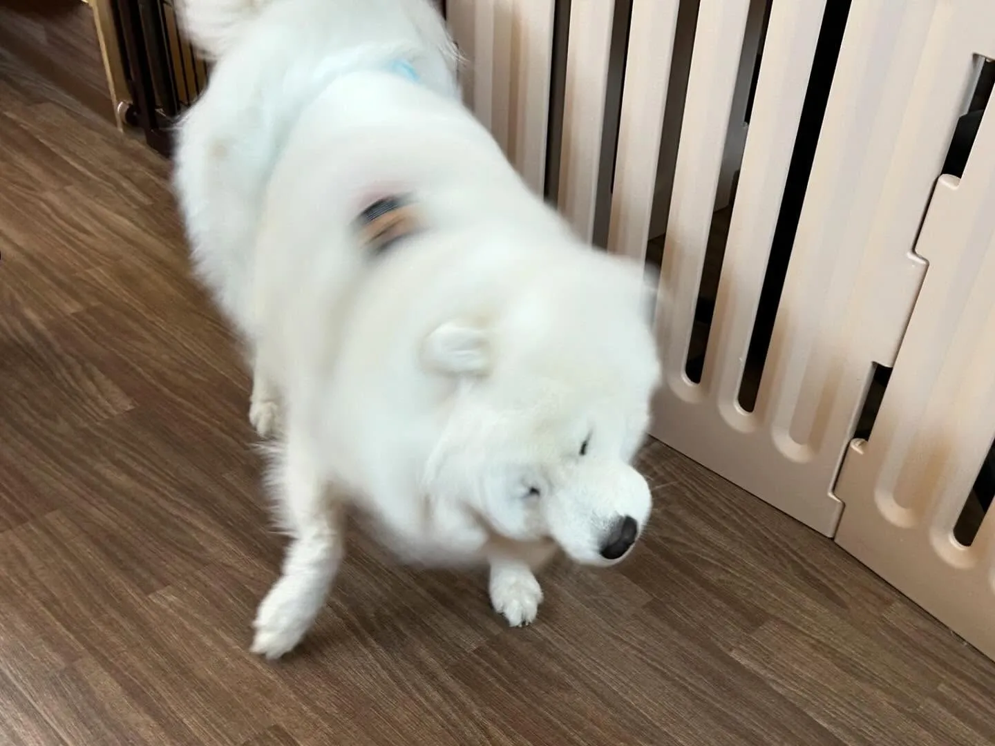 入会してくれたつばきちゃんです💕