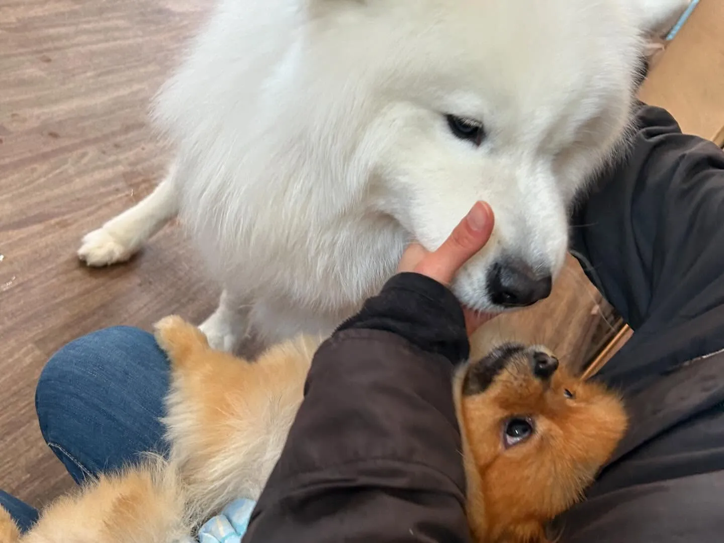 入会してくれたつばきちゃんです💕