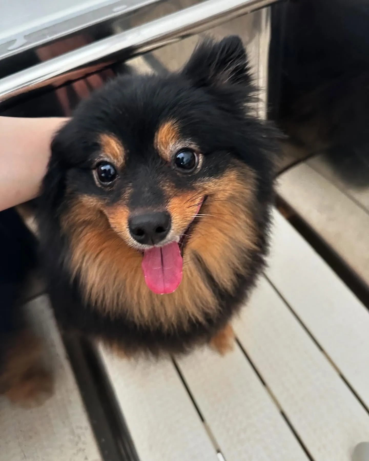 トリミングに来てくれたわんこさんたちです😊