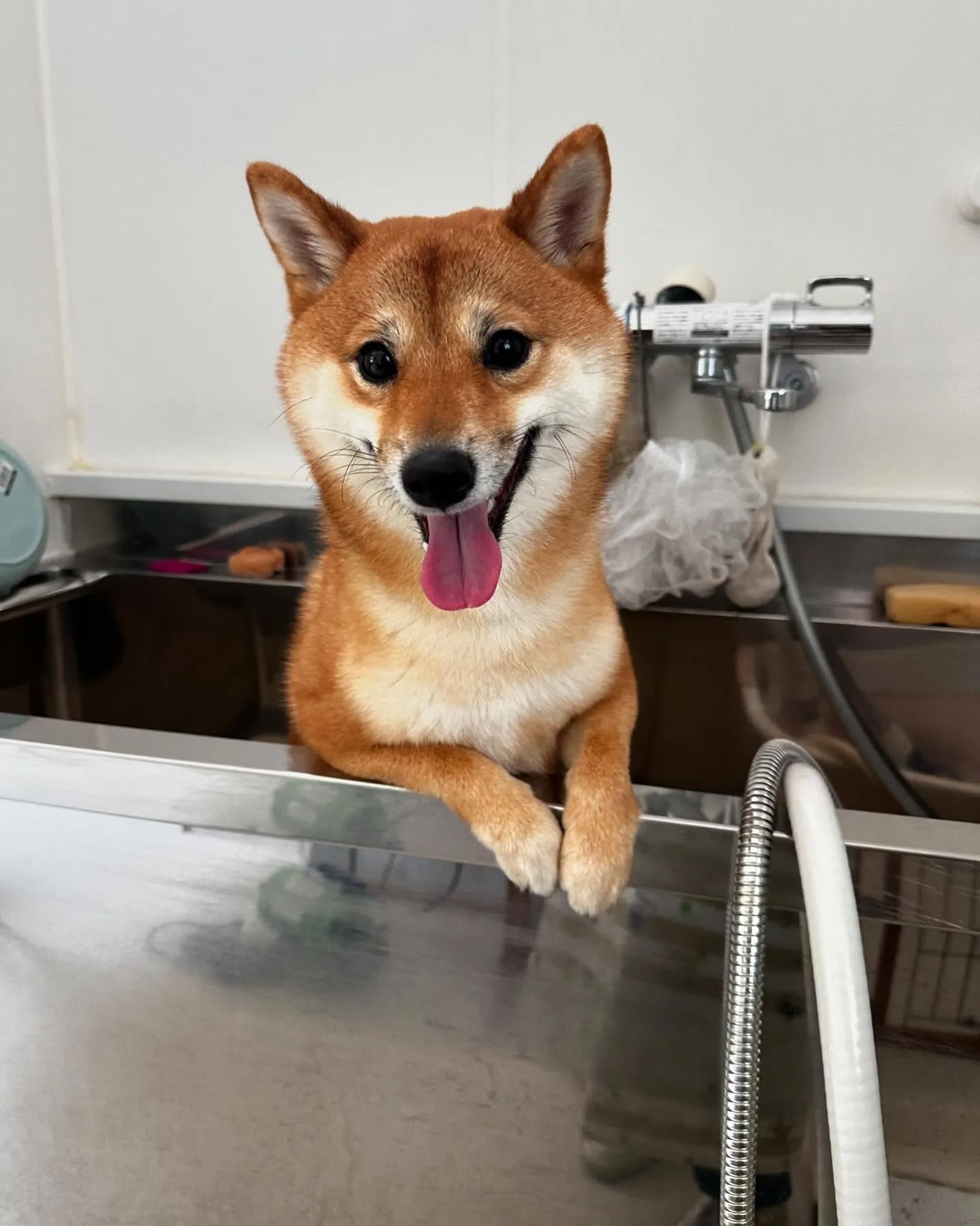 トリミングに来てくれたわんこさんたちです😊