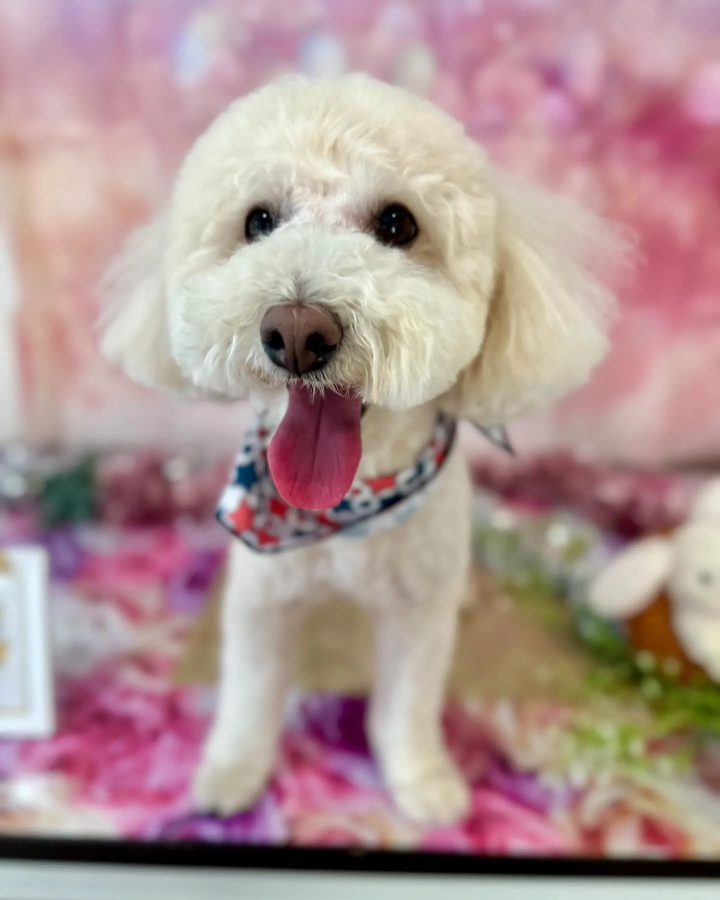 トリミングに来てくれたわんこさんたちです😊