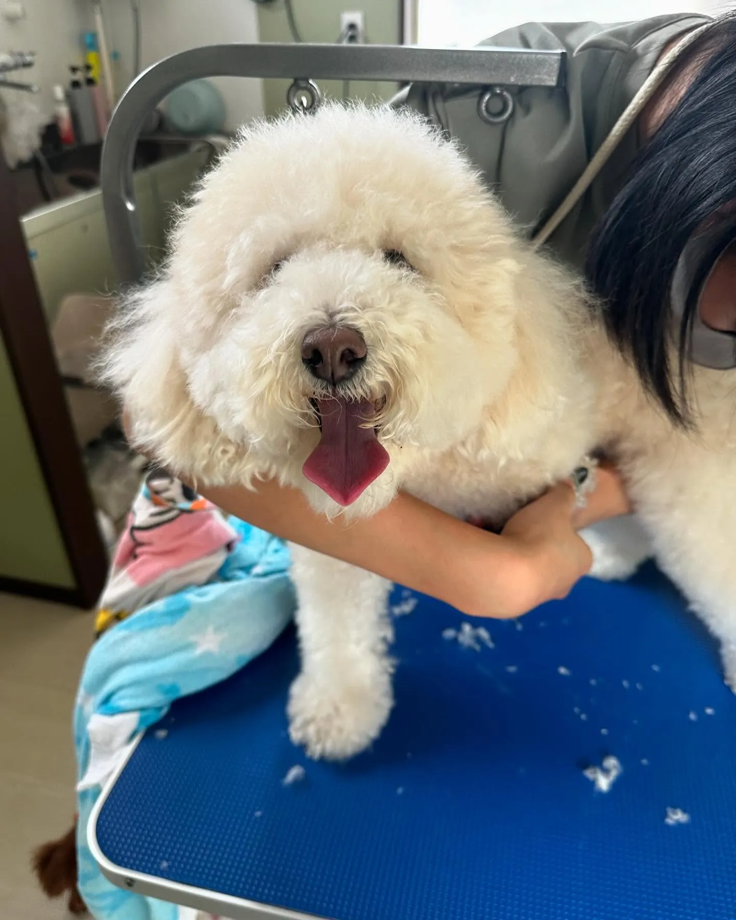 トリミングに来てくれたわんこさんたちです😊