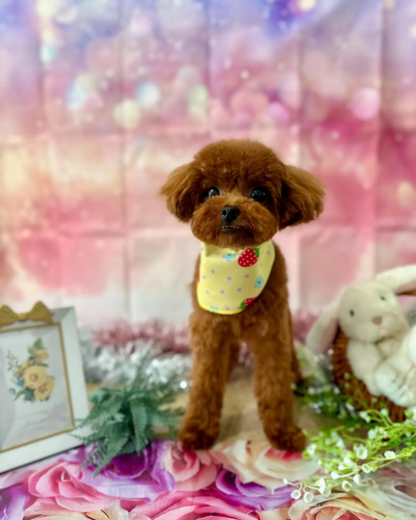 トリミングに来てくれたわんこさんたちです😊