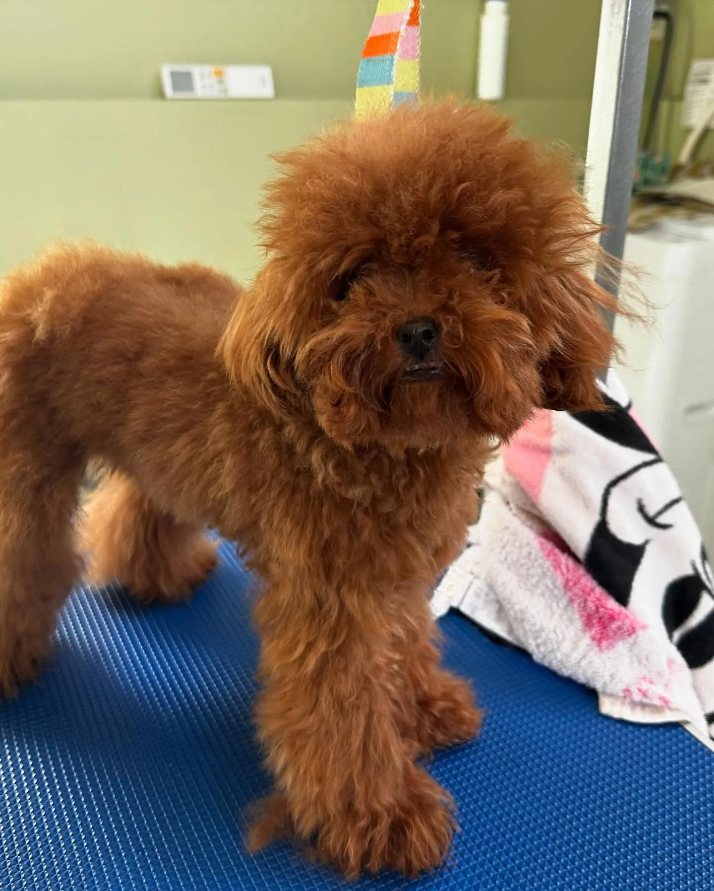 トリミングに来てくれたわんこさんたちです😊