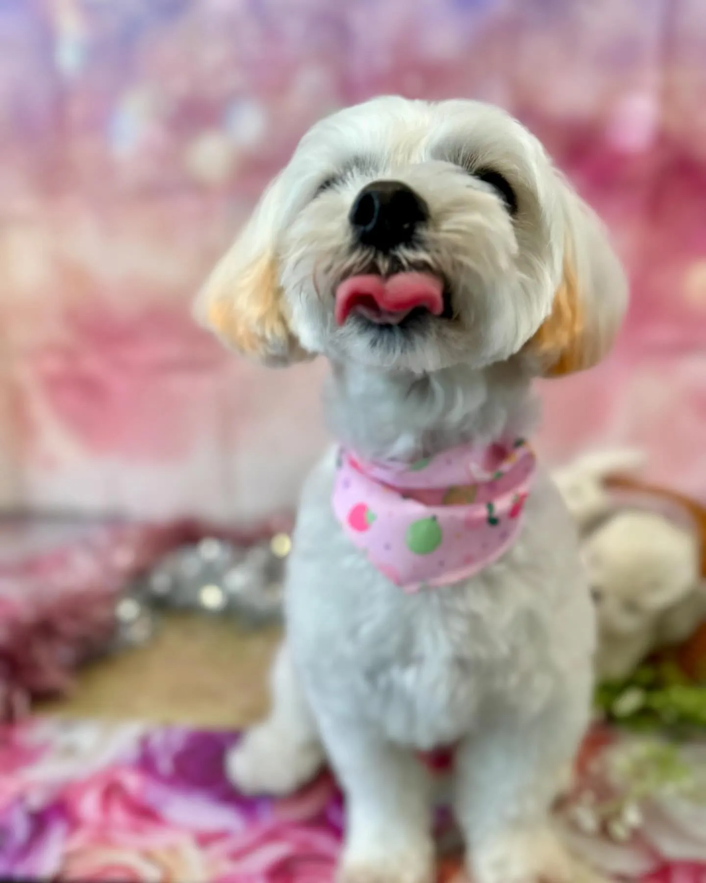 トリミングに来てくれたわんこさんたちです😊