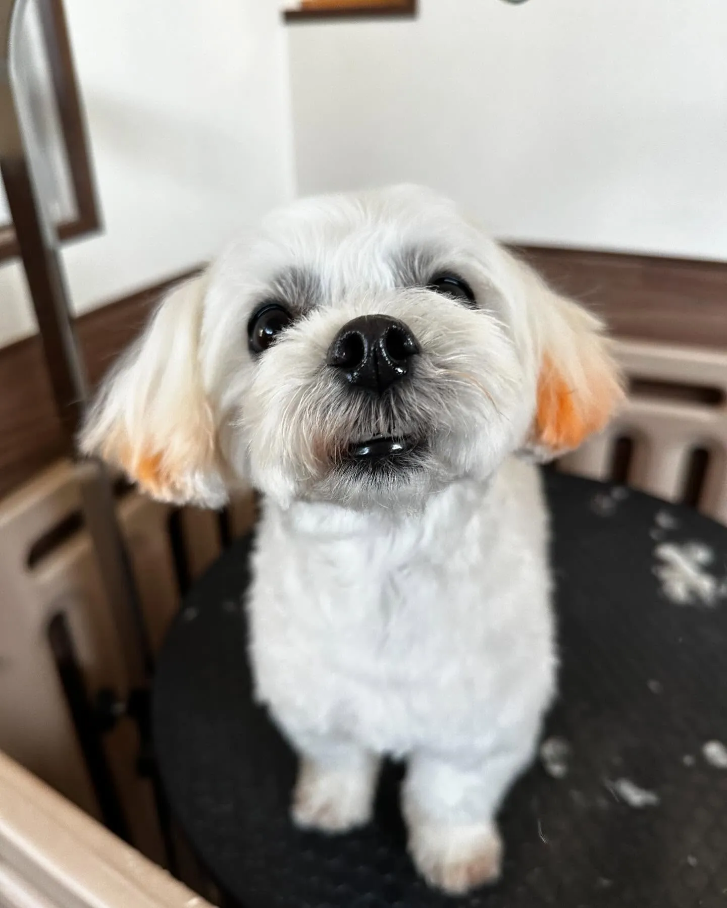 トリミングに来てくれたわんこさんたちです😊