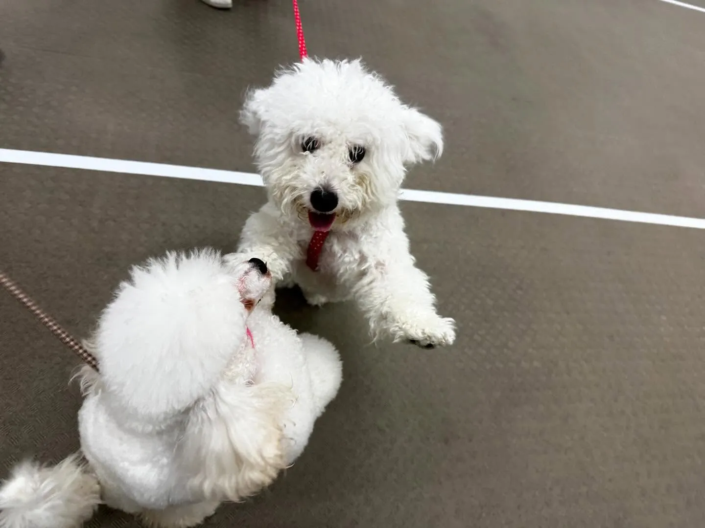 この前の学校dayの写真です🏫