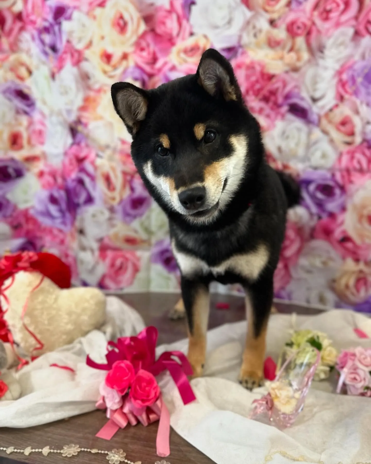 トリミングに来てくれたわんこさんです🎶