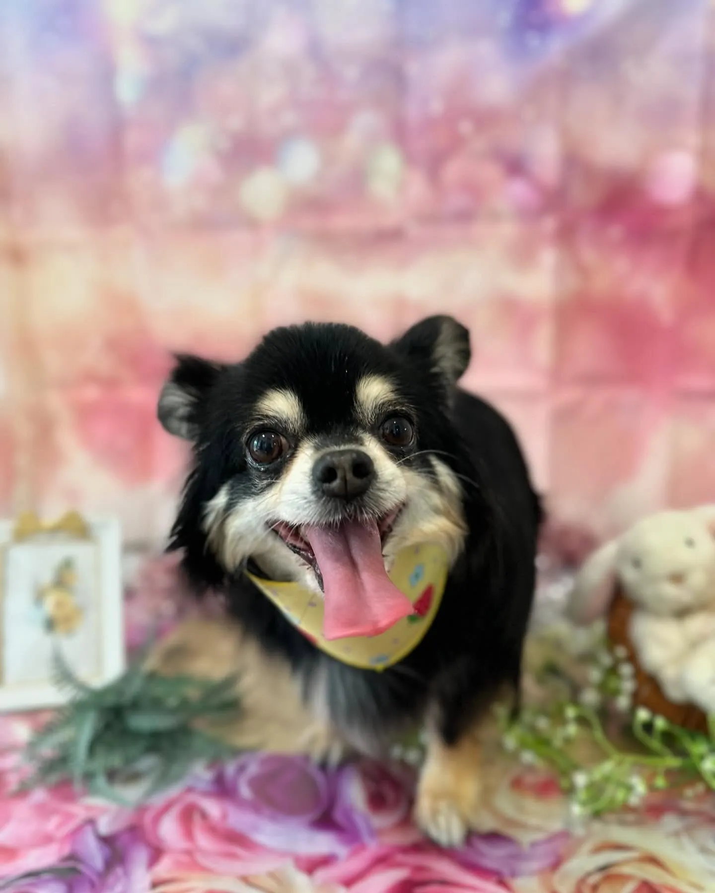 トリミングに来てくれたわんこさんです🎶