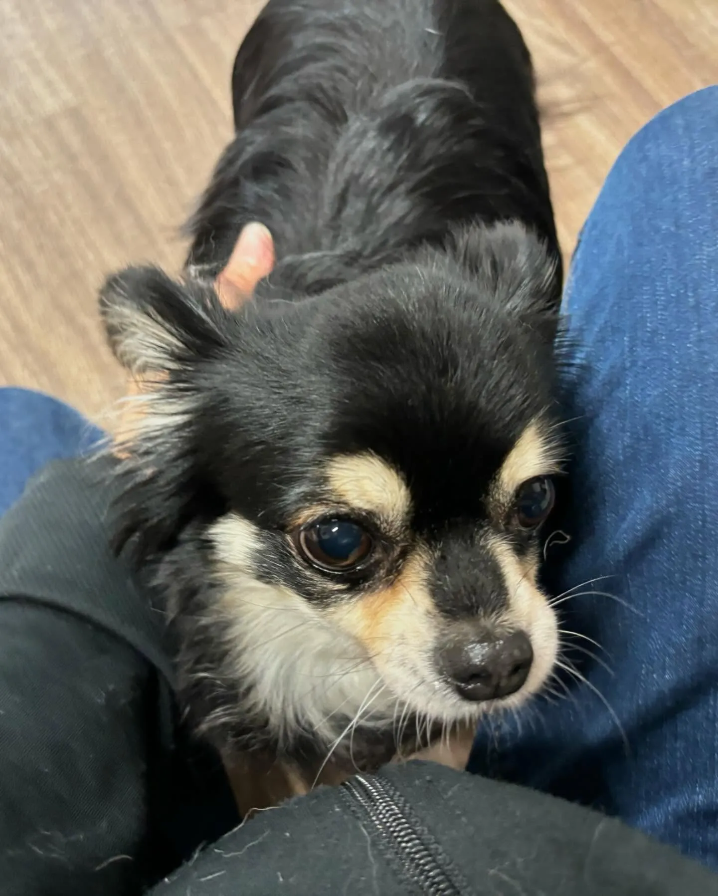 トリミングに来てくれたわんこさんです🎶