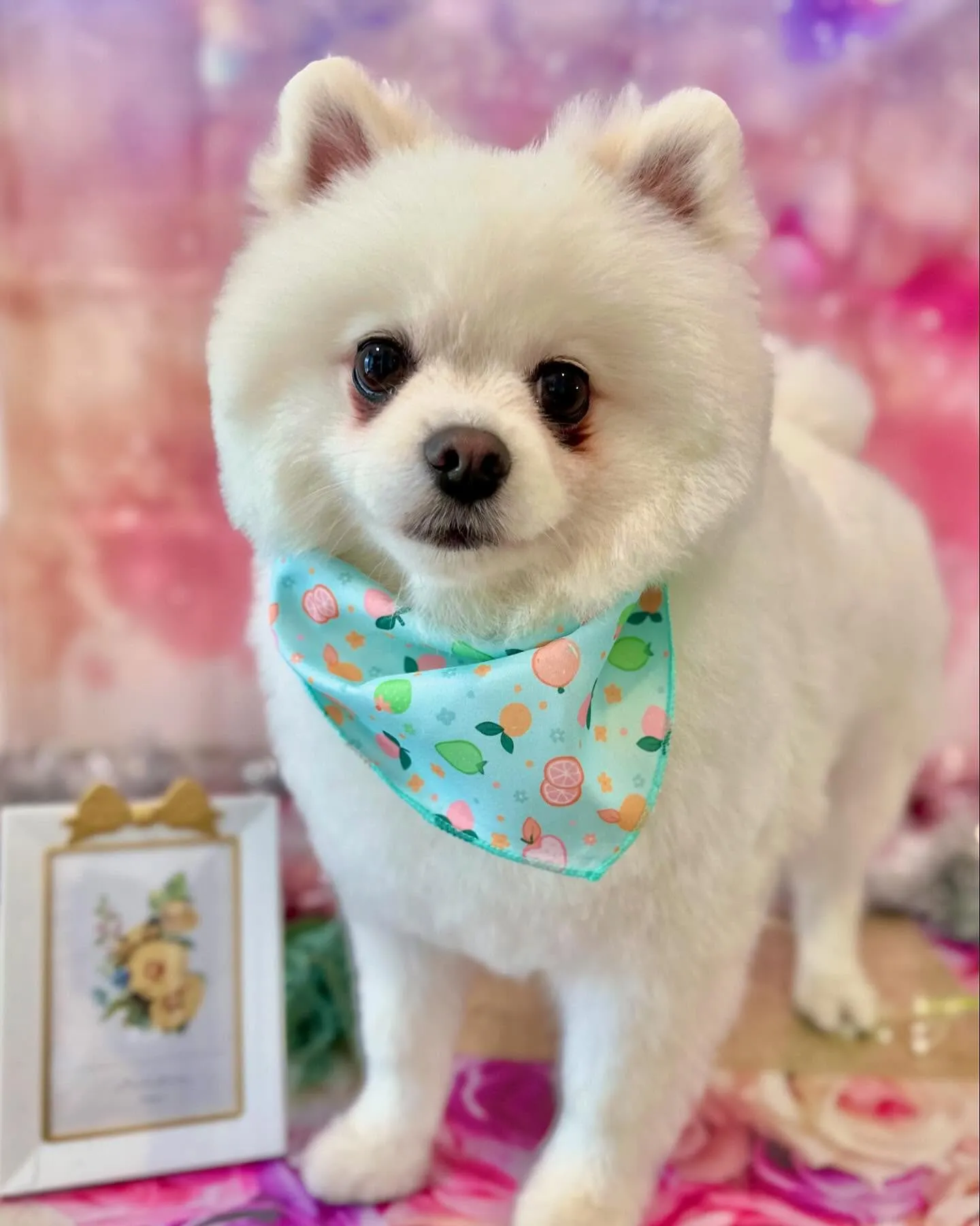 トリミングに来てくれたわんこさんです🎶