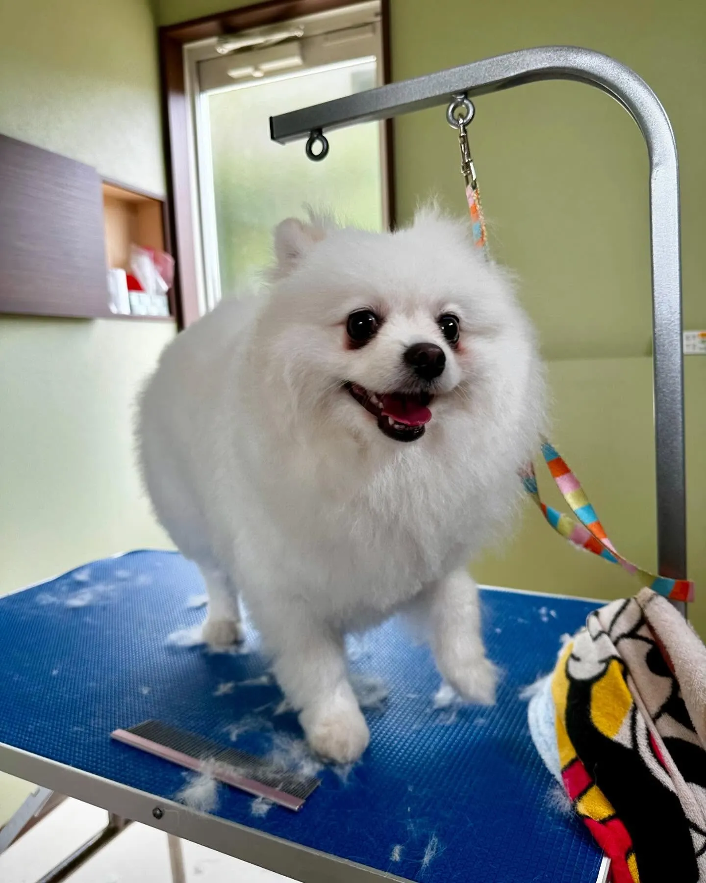 トリミングに来てくれたわんこさんです🎶