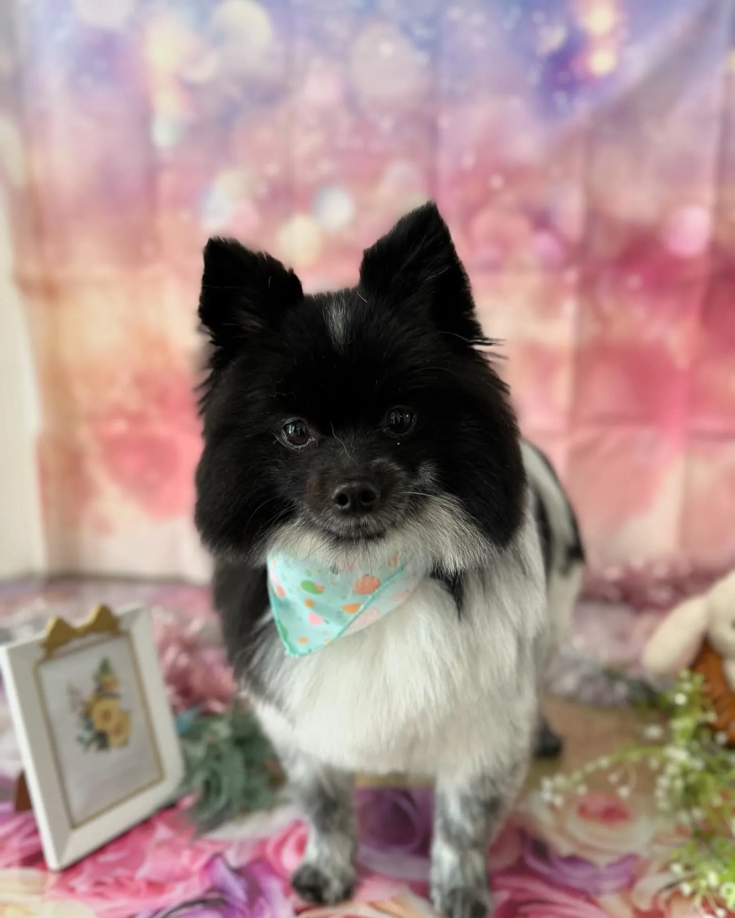 トリミングに来てくれたわんこさんです🎶