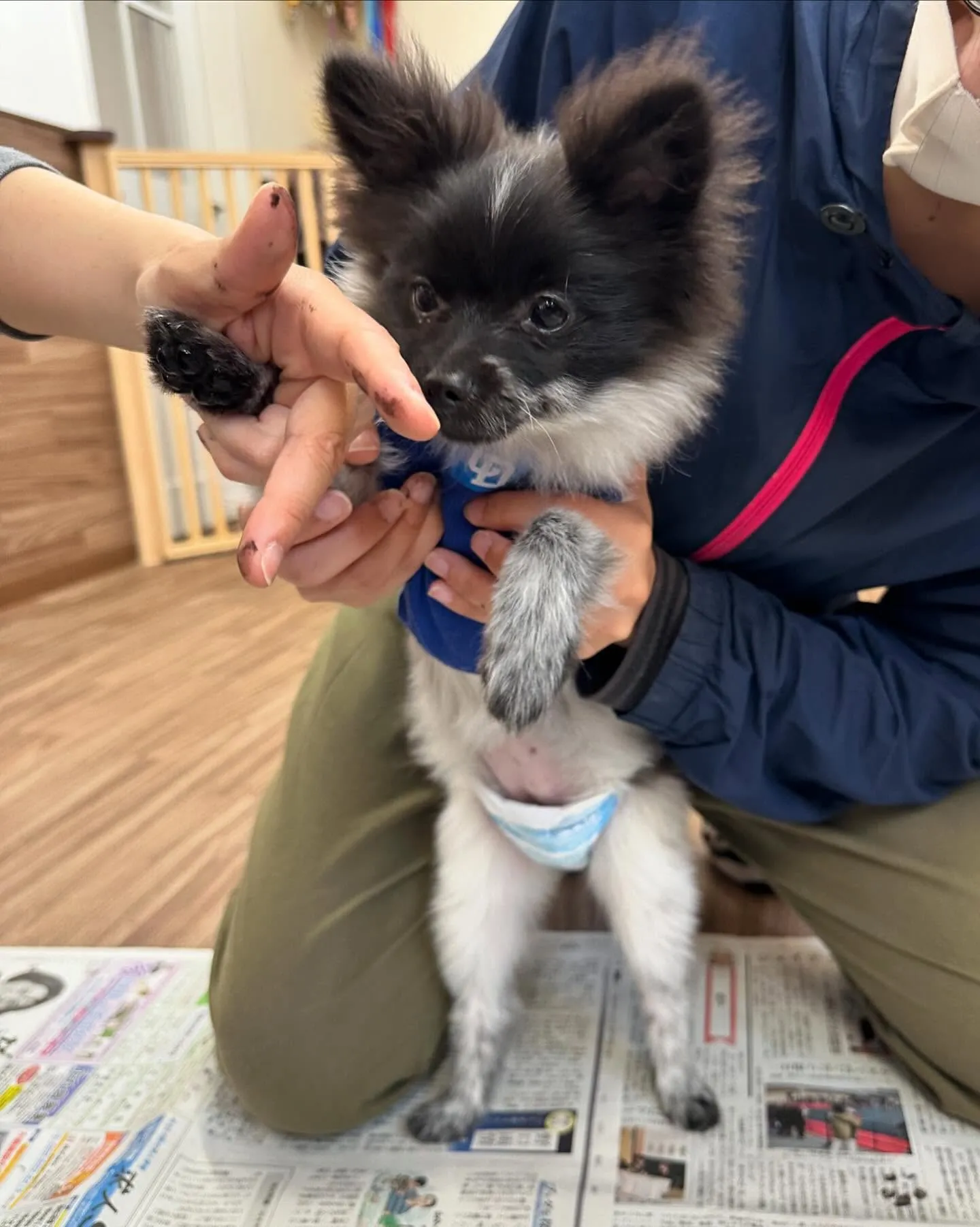 トリミングに来てくれたわんこさんです🎶